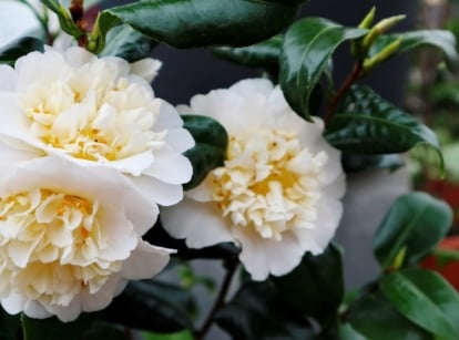 Creamy yellow camellia with dense, ruffled petals and a golden center, surrounded by dark green leaves.