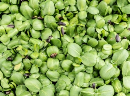 A bed of borage microgreens, appearing bright green with rounded leaves having brown seed casings scattered