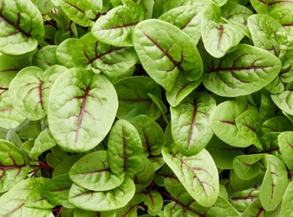 A bed of sorrel microgreens, appearing bright green with vivid red veins in the middle