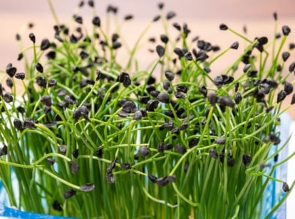 A bundle of chive microgreens in a translucent blue tray on a white surface, with a brown floor in the background