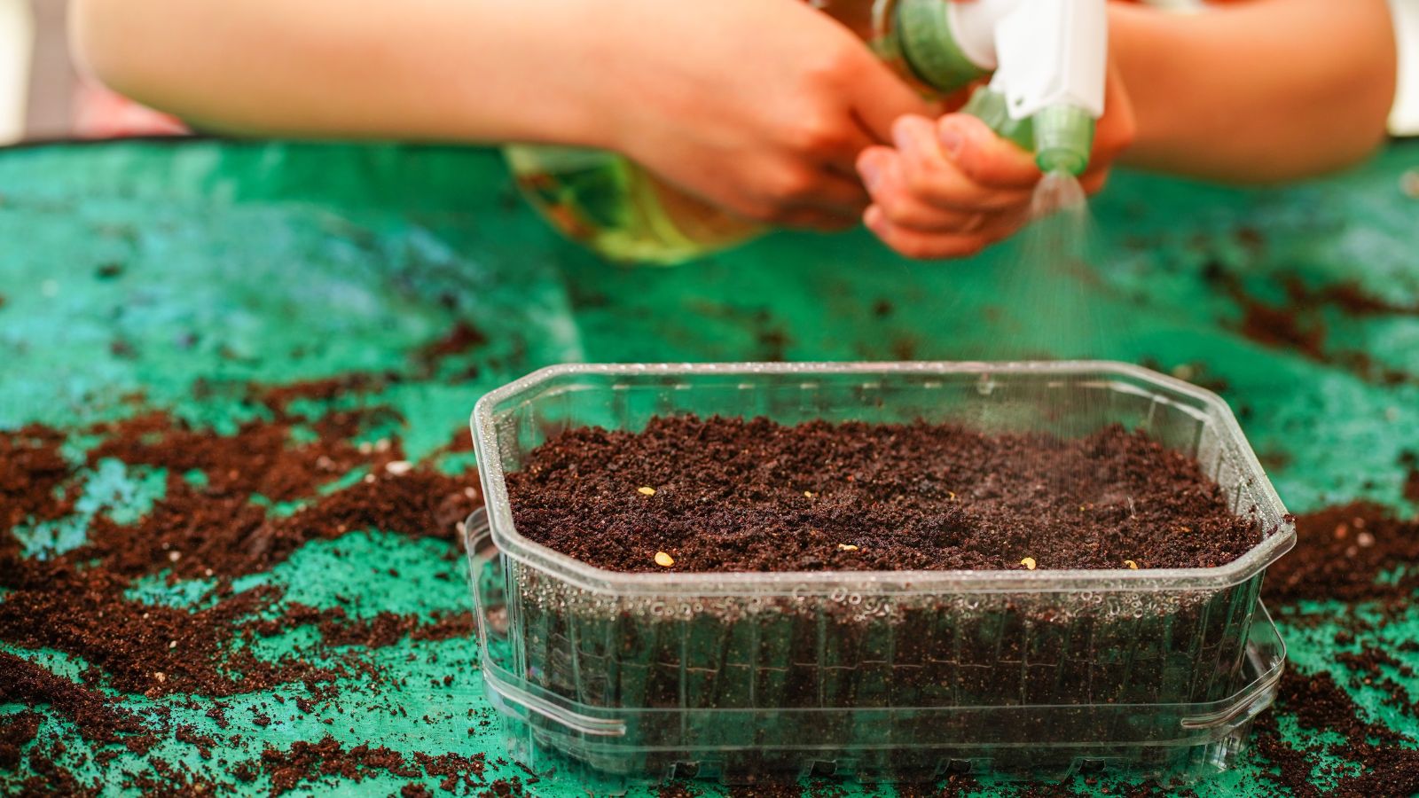 A close-up shot of a child's hand using a spray bottle to water a container filled with soil and germs of plants in a well lit area.
