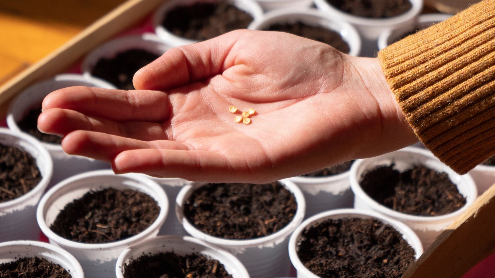 A close-up shot of a person's hand holding few pieces of germs with small plastic containers filled with rich soil that is also placed in a larger container in a well lit area.