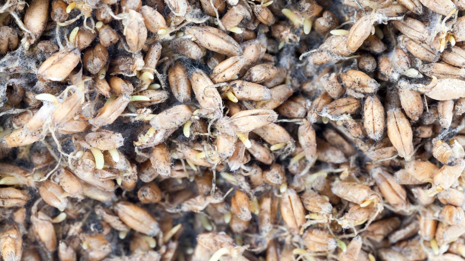 A close-up shot of a pile of spoiled and moldy plant ovules in a well lit area