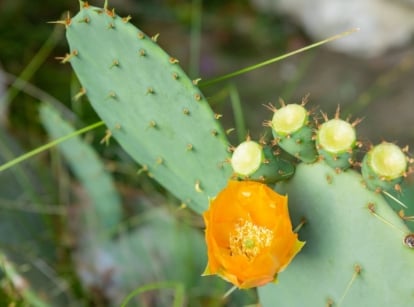 A close-up shot of a prickly pear cactus propagation