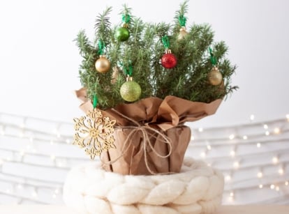 A close-up shot of a rosemary Christmas tree