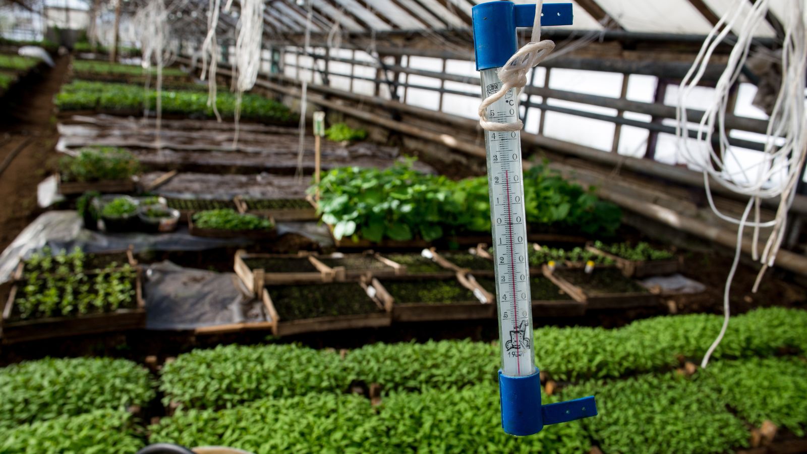 A close-up shot of a thermometer hanging in a small well lit greenhouse area with small sprouting plants and crops in the background