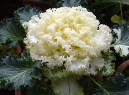 A close-up shot of coral prince cabbage