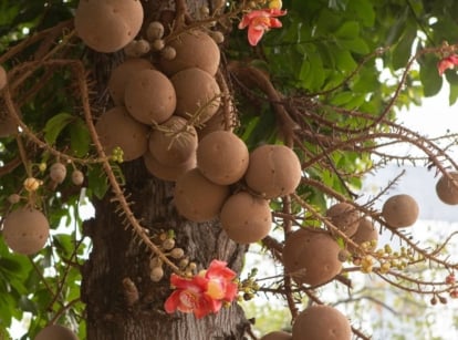 closeup of brazil nut fruits hanging from tree