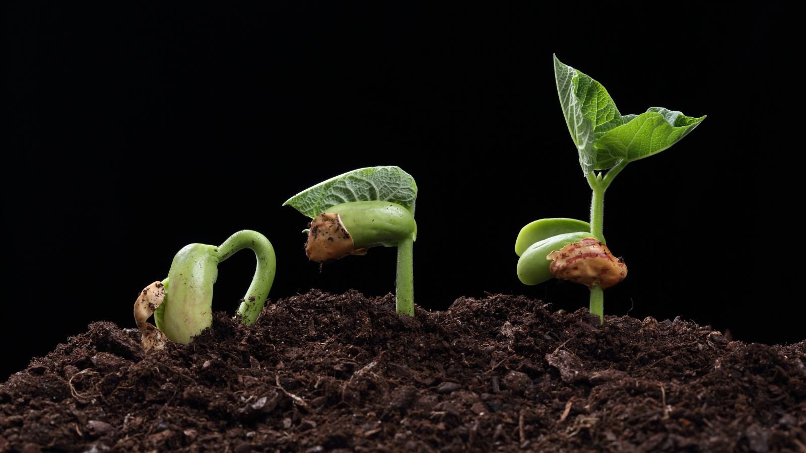 A close-up shot of plant germs placed in a soil ground sprouting at different rates with a black background