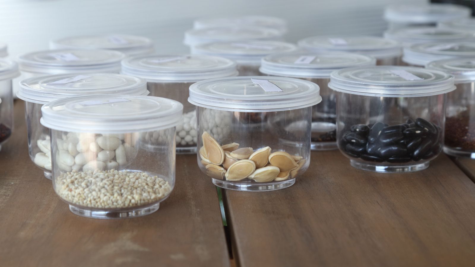 A close-up shot of various plant ovules placed in small containers with lid on top of a wooden surface in a well lit area indoors