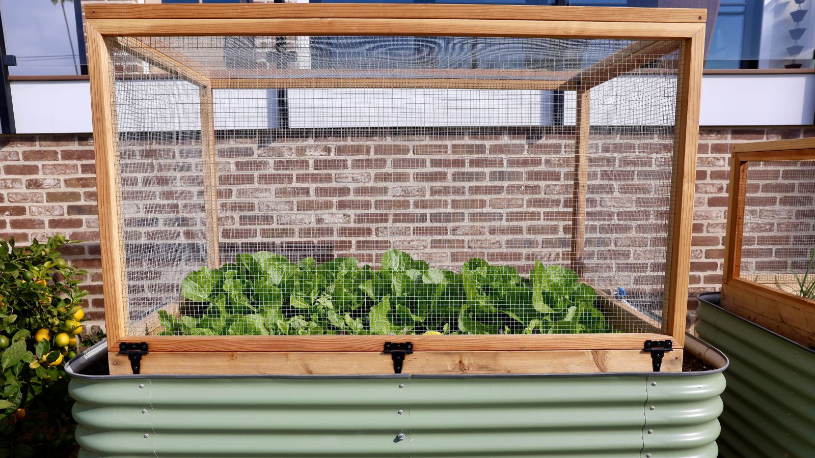 A close-up shot of seedlings in a raised bed covered in a chicken wire protection in a well lit area outdoors