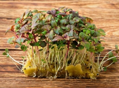 A close up shot of shiso microgreens on a wooden surface