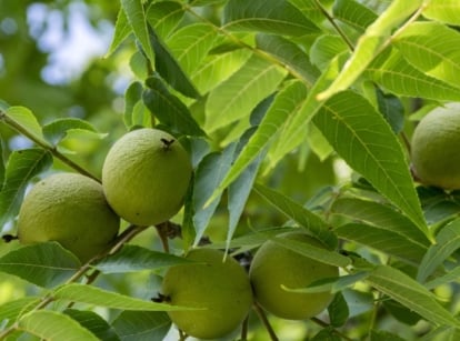 A close-up shot of the branches, leaves and nuts of the black walnut tree