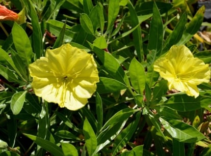 A close-up shot of the oenothera macrocarpa