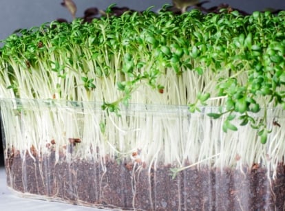 A close up shot of turnip microgreens in a well lit area
