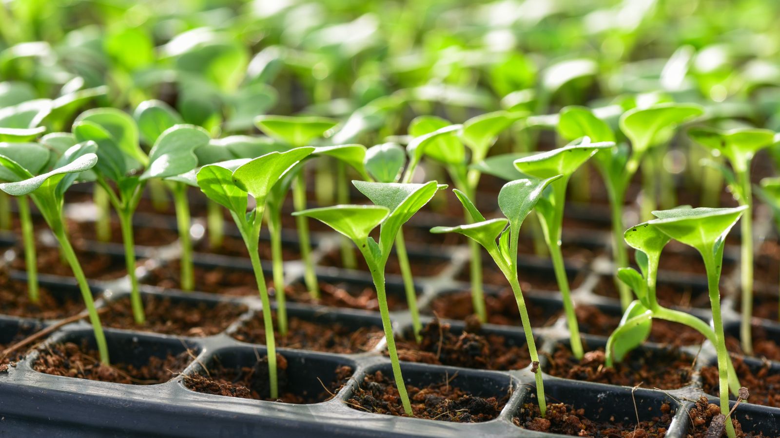 A close-up shot of various seedlings sprouting that shows why seeds not germinating