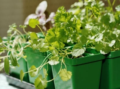 A container with anise microgreens placed beside other greens in green containers