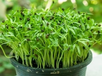 A round container with growing spinach microgreens, placed on a ledge with other greens in the background