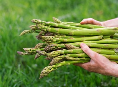 A focused shot of a person holding a bunch of vegetables that shows how to grow asparagus