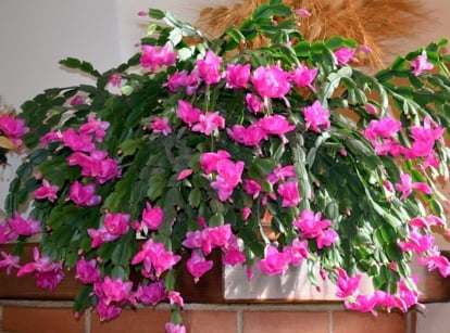 A focused shot of a succulent that shows how to propagate thanksgiving Christmas cactus