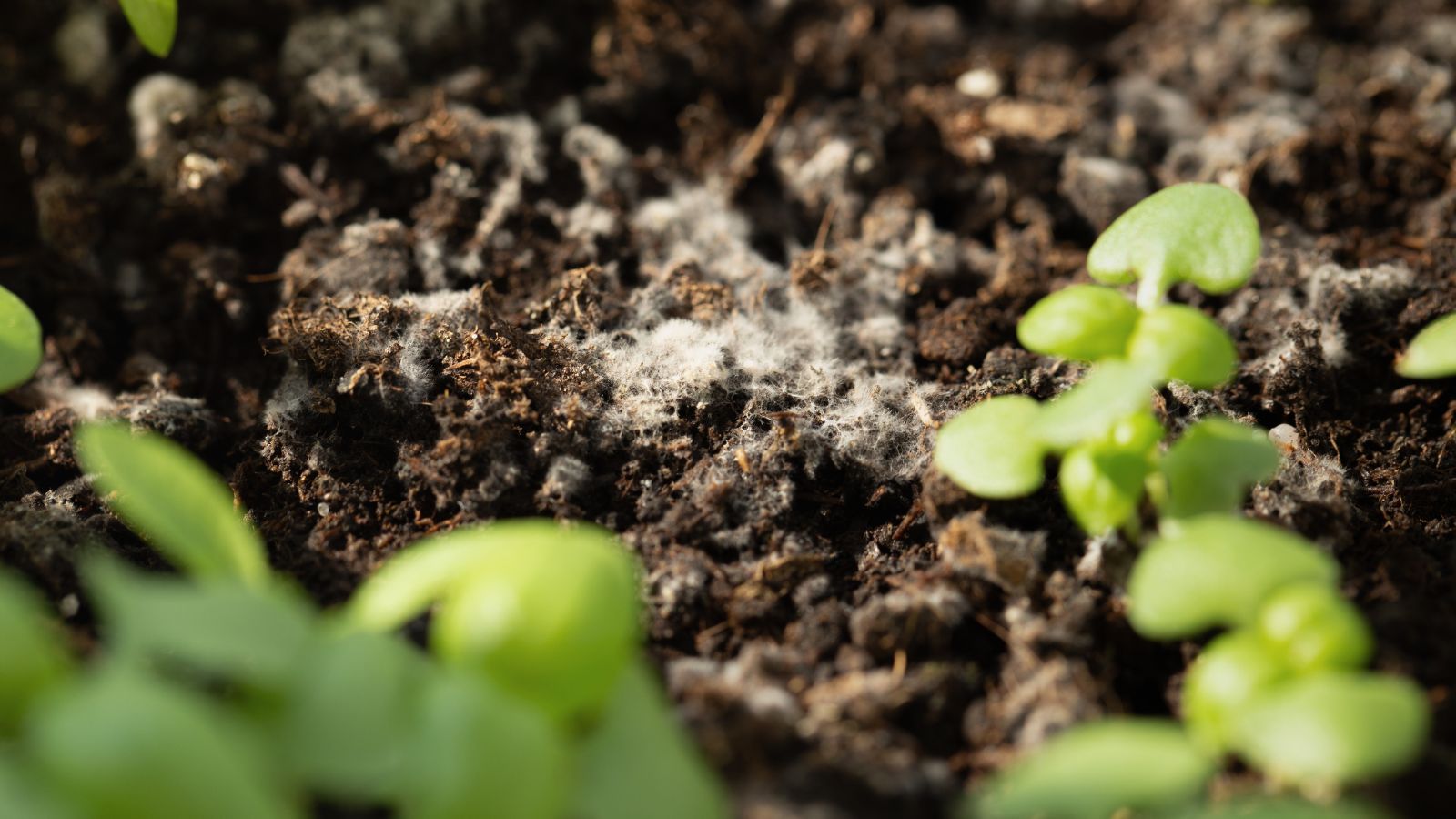 A focused shot of seedlings with disease and molds on the ground after sprouting in a well lit area