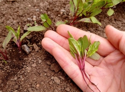 A person's hand holding a young developing plant that shows what to do thinned seedlings
