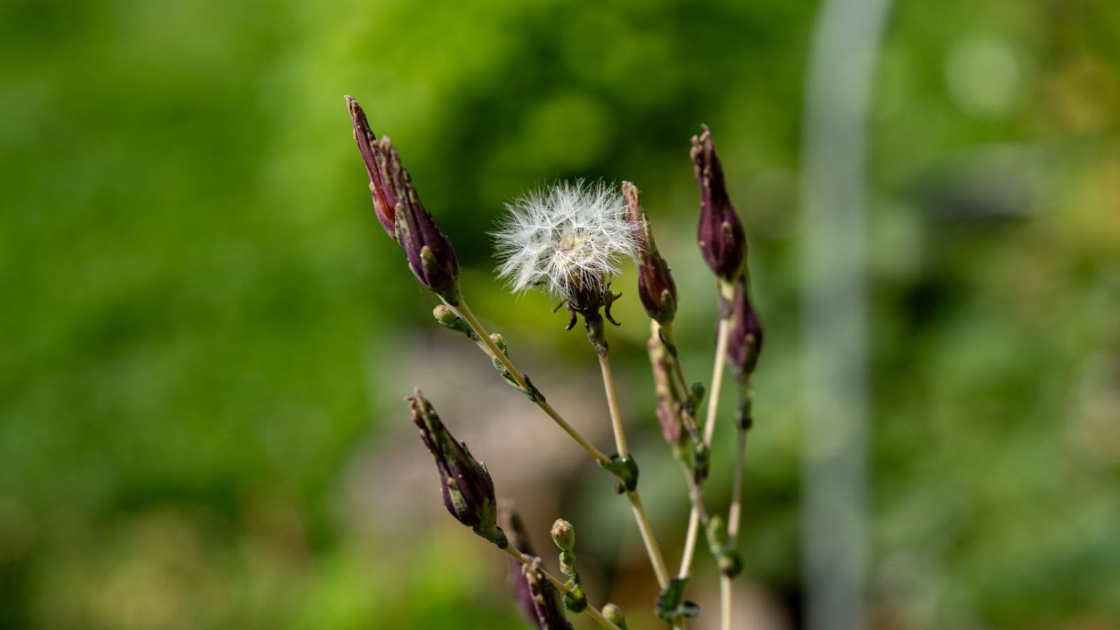 A plant with seeds still attached to the top of the stem with dried buds surrounding it ready for beginner seed-saving