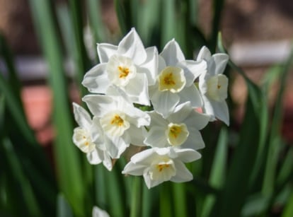 A shot of a cluster of white flowers that showcases what to do with paperwhites finished blooming