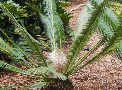 A shot of a developing cycad plant called Dioon Edule