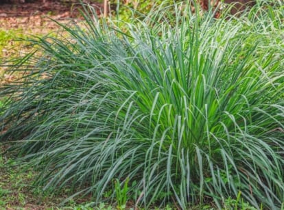 A shot of a developing perennial grass called Citronella