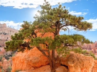 A shot of a developing plant called Pinon tree