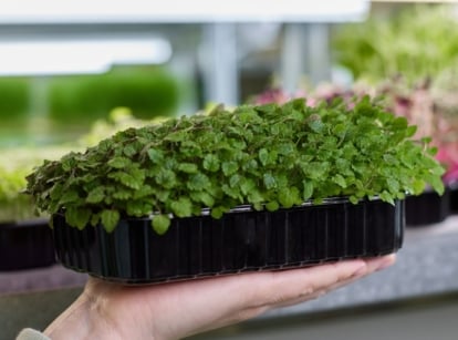 A shot of a person, holding a container of fresh lemon balm microgreens