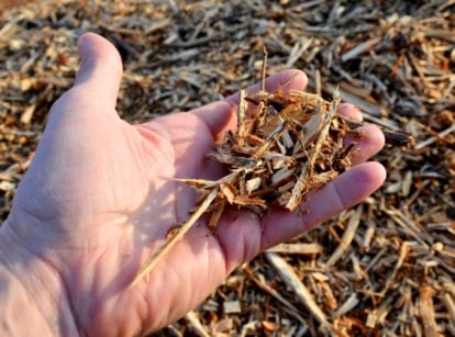A shot of a person holding bark and branch debris called ramial chipped wood
