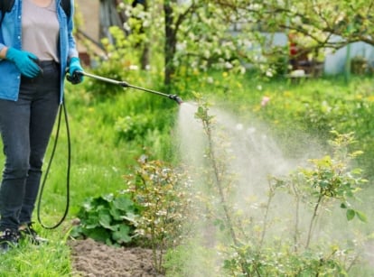 A shot of a person in the garden spraying her plants with a mixture of sulfur fungicide