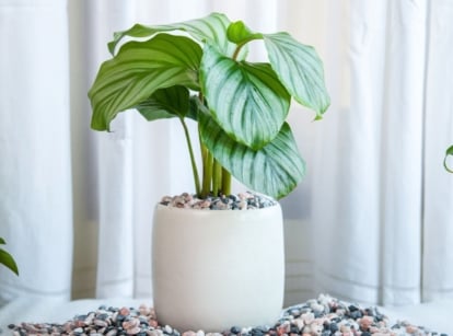 A shot of a potted houseplant called calathea orbifolia