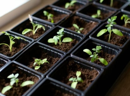 A shot of a tray with developing plants that shows when plant out seedlings