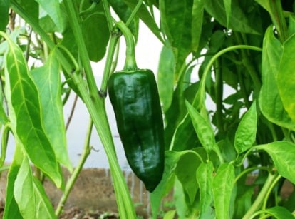 A shot of developing poblano peppers