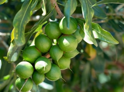 A shot of fruits and leaves of a macadamia nut tree