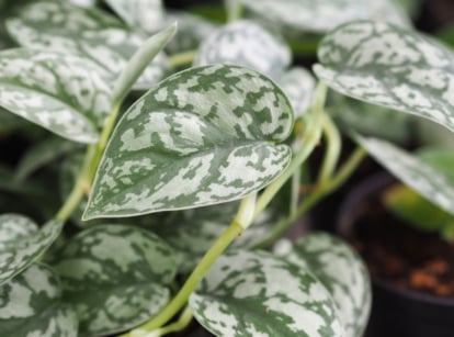 A shot of leaves of a houseplant called Scindapsus Pictus