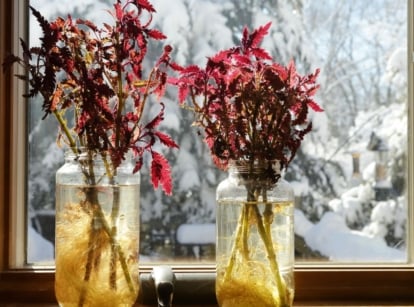 A shot of rooting cuttings of a plant near a window during winter, that showcases how to overwinter coleus
