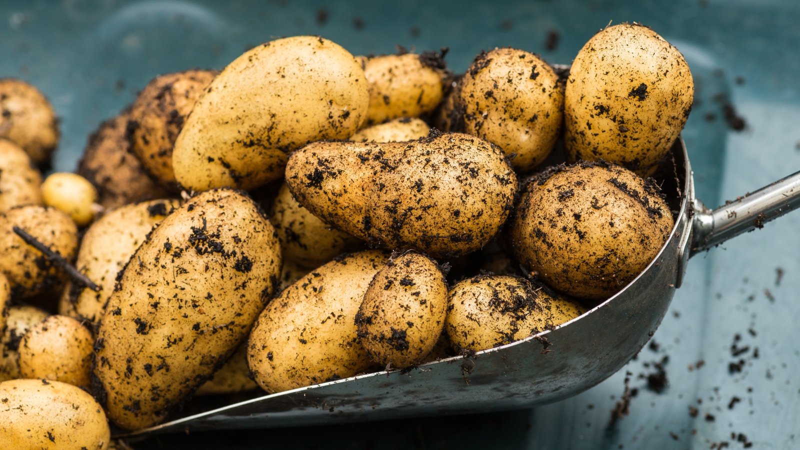 A close-up of a silver trowel holding Charlotte potatoes, small and yellow, contrasting against the rich, dark soil clinging to their skins. Their tender texture seems to promise savory meals and earthy flavors, freshly harvested and ready for culinary exploration.