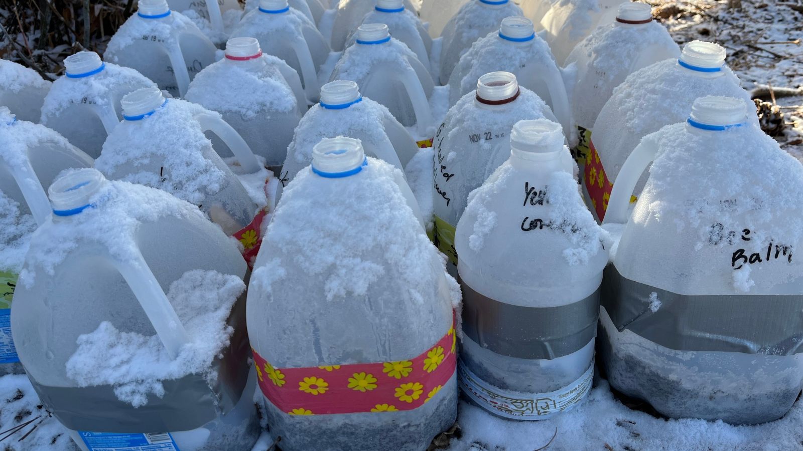 A shot of water jugs acting as a container for cold stratifying plant ovules in a well lit area outdoors