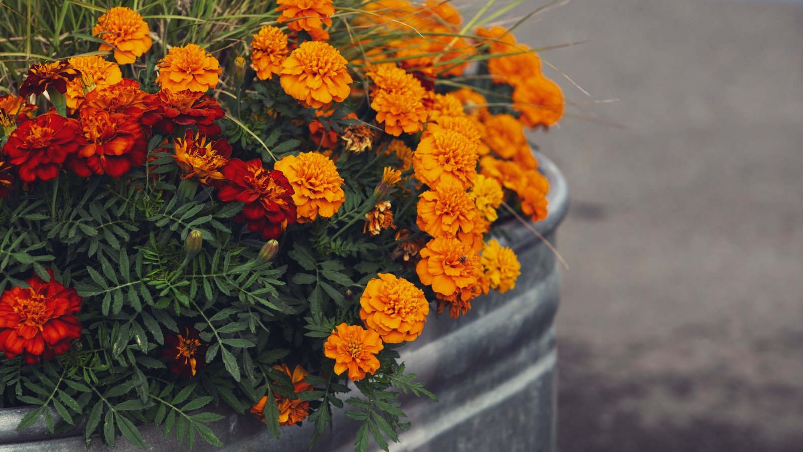Marigold flowers boasting orange and red petals contrast beautifully against lush, deep green foliage.
