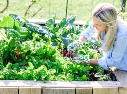 A woman working to protect raised bed garden frost, appearing to use tools on the crops placed in a sunny area