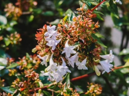 White and pink Abelia × grandiflora flowers with orange stamens, surrounded by glossy green leaves.