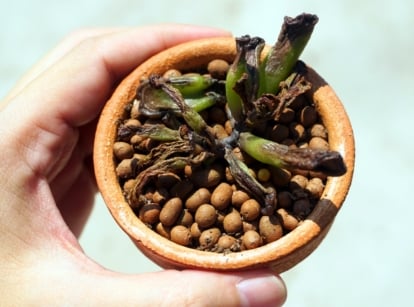 A man's hand holds a small terracotta pot with a wilted succulent, its tubular, wrinkled, blackened leaves showing damage from sunburn, highlighting how easy it is to accidentally kill a succulent.