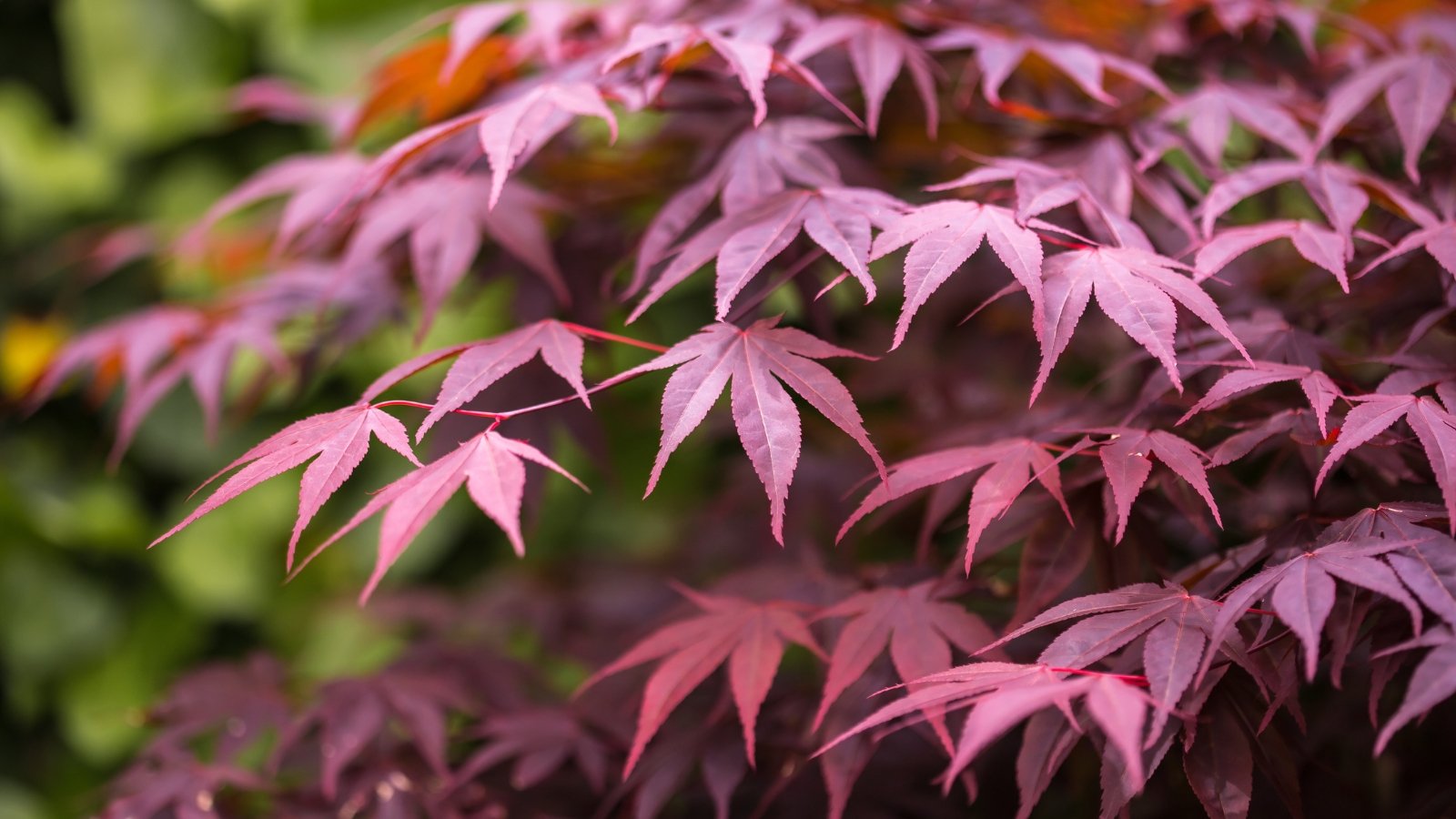 Elegant, lobed leaves with deep burgundy hues that turn scarlet, forming a graceful, rounded canopy.

