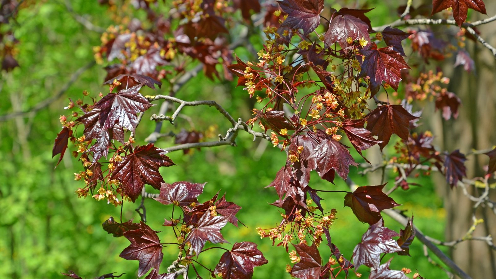 Dense, broad canopy deep features maroon leaves that retain their rich color in the sunny garden.