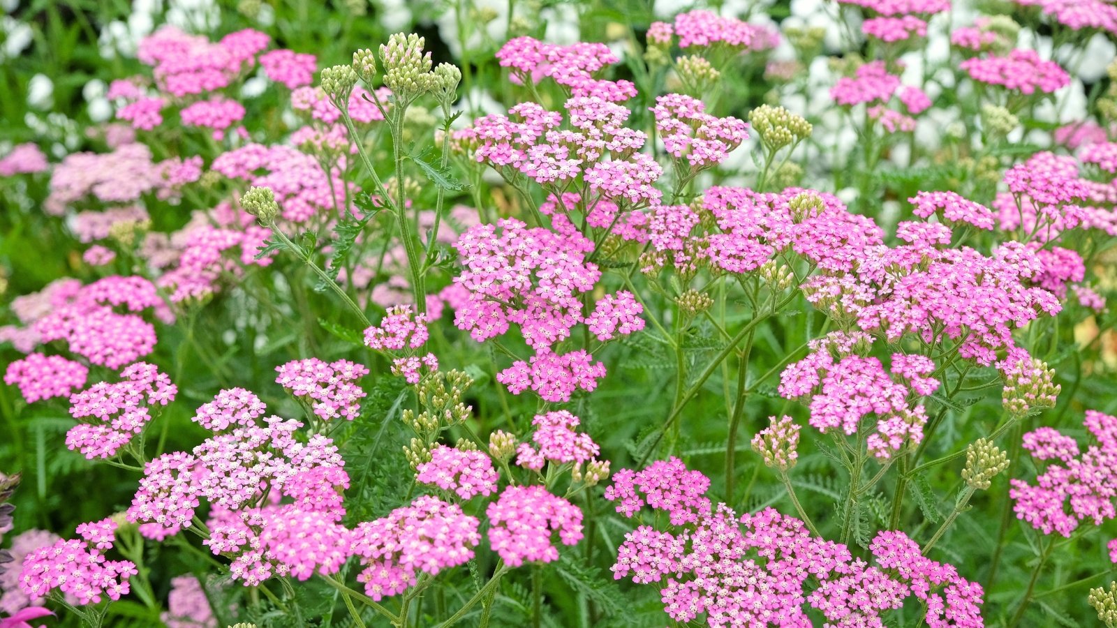 Fern-like, feathery green leaves with upright stems supporting flat-topped clusters of small, dusty pink flowers.
