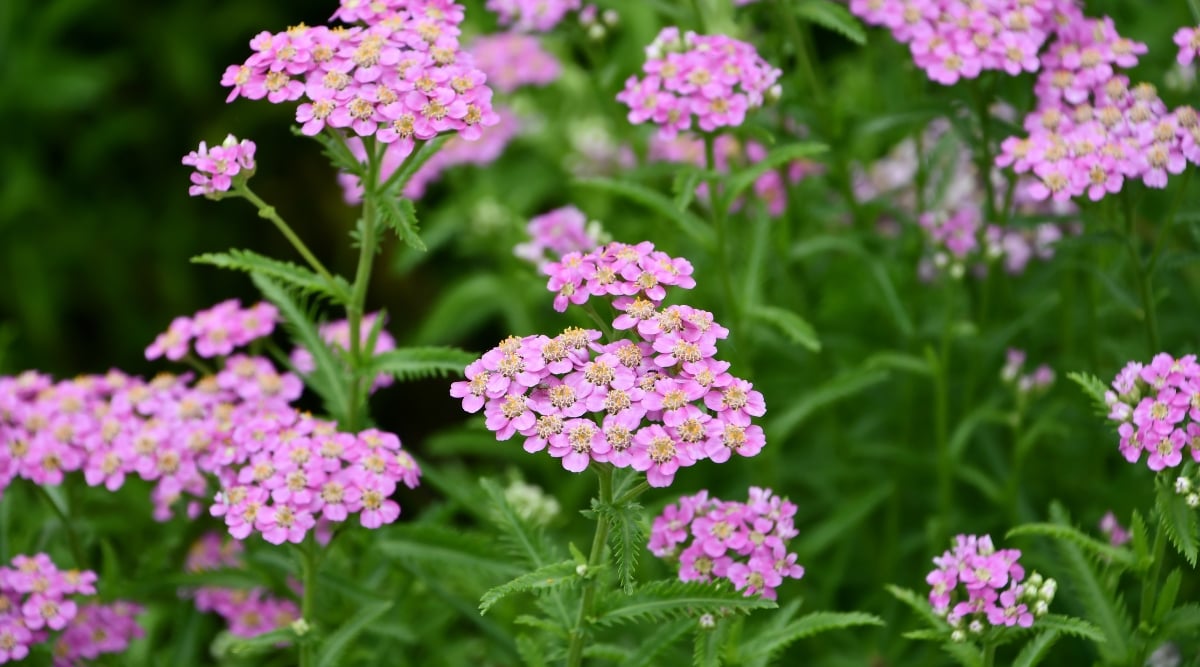 Close-up of blooming Yarrow in the garden. The plant forms dense, fern-like leaves that are finely divided, creating a delicate and airy texture. The plant produces flat-topped clusters of tiny pink flowers.